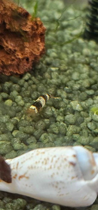 Caridina cf. Cantonensis- black crystal CBS grade B/C