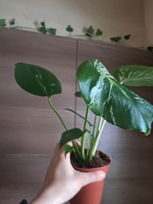 Monstera bulbasaur ukorze iona sadzonka