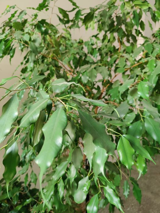 Fikus 2m ok 25 lat pleciony zdrowy zielony bonsai drzewo do domu liść