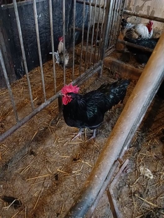 Koguty Australorp i Wyandotte