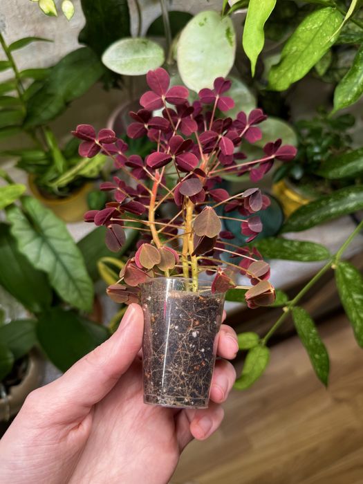 Oxalis vulcanicola оксаліс кислиця