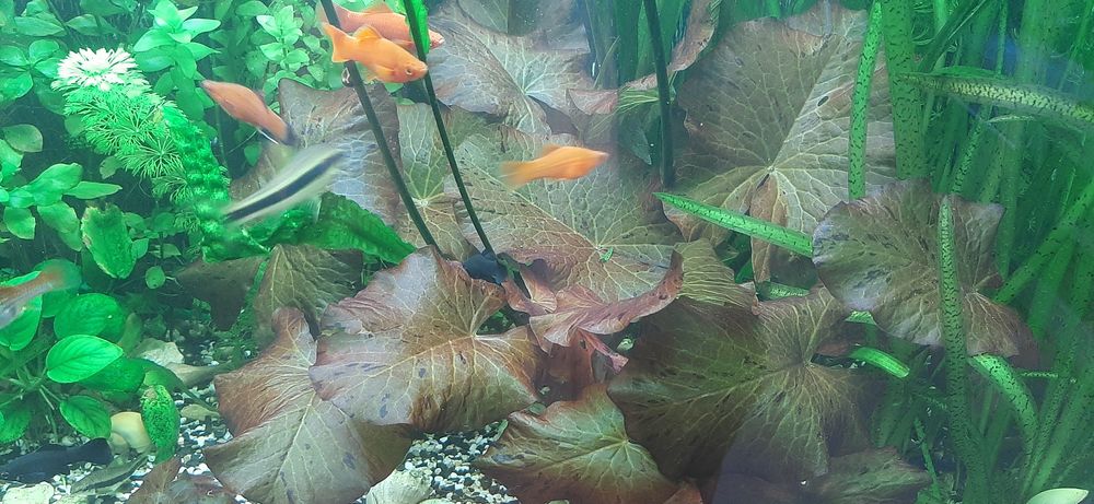 Аква рибки і рослини по доступним цінам