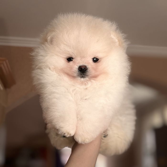 супер ведмедик шоу Классу