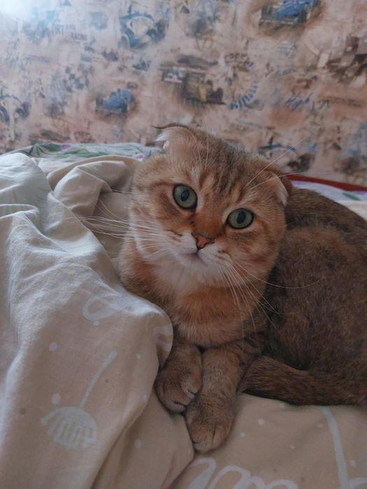Вислоухий Мурзик ищет невесту