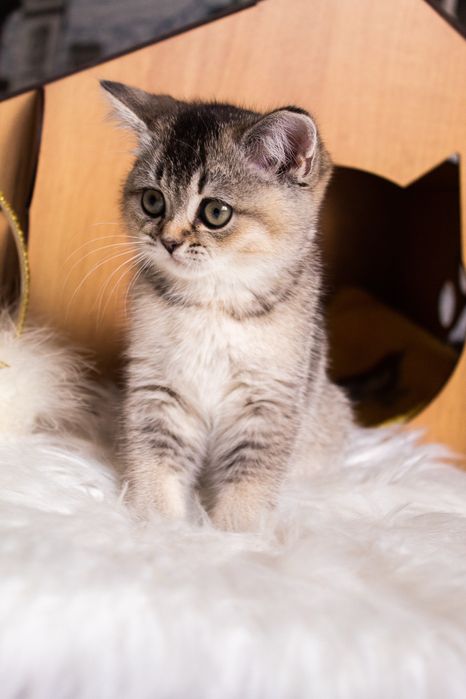 Чудо котик шотландець чекає на вас