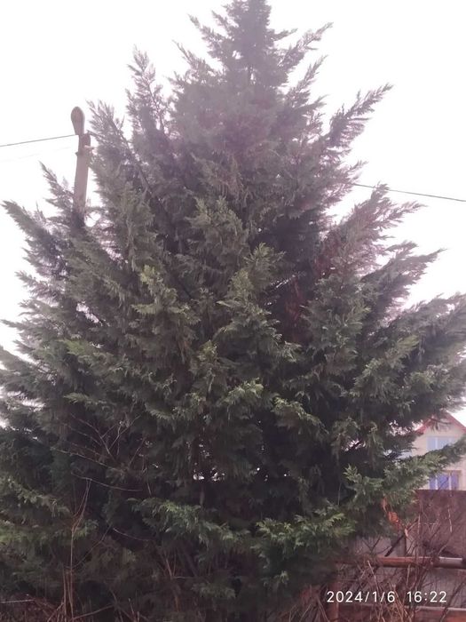 Ялинка, порода привезена  з Італії