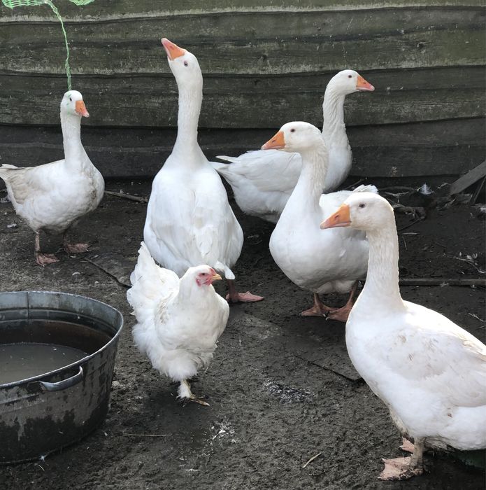 Гуси породи Мамут