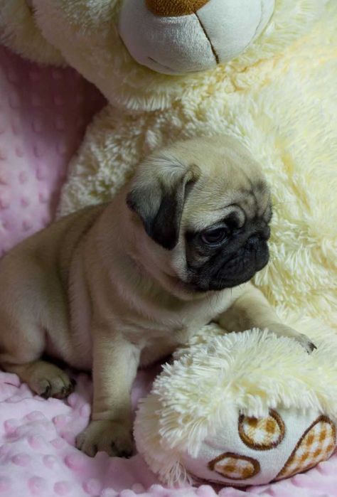 Pug Carlin  prontos para nova familia