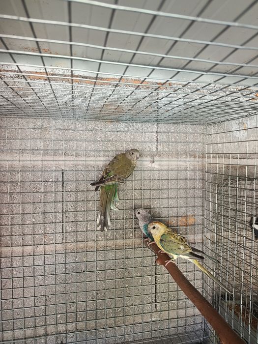 Casais Red rumped Aves anilhadas
