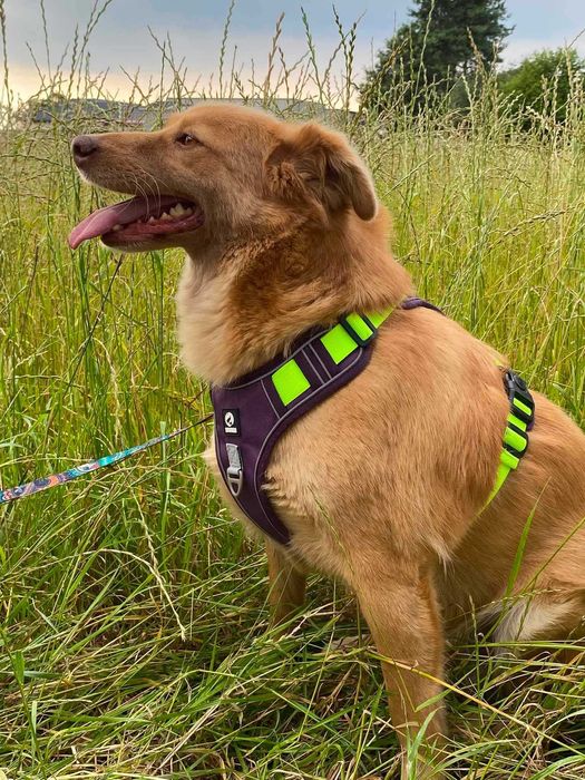 AMBER cudna, nieśmiała suczka szuka swojego domu adopcja