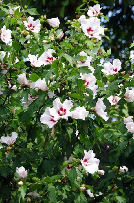 hibiskus, okazja, tanio