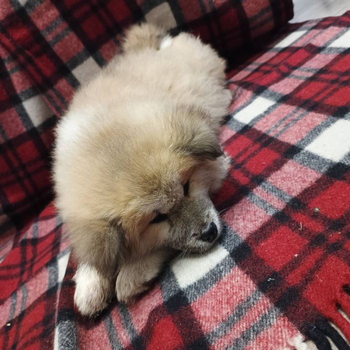 Песики Акіта-іну