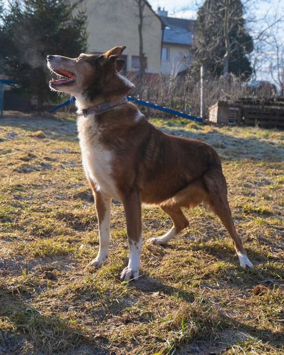 mix owczarka Collie szuka domu