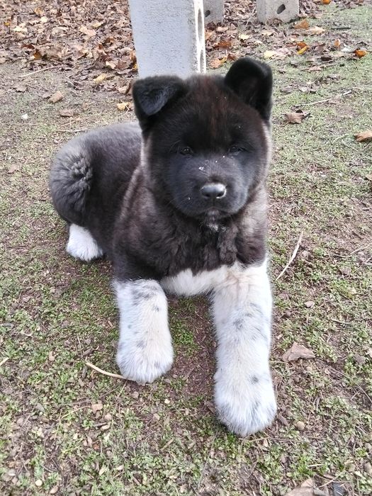 Щенок Американської акіти