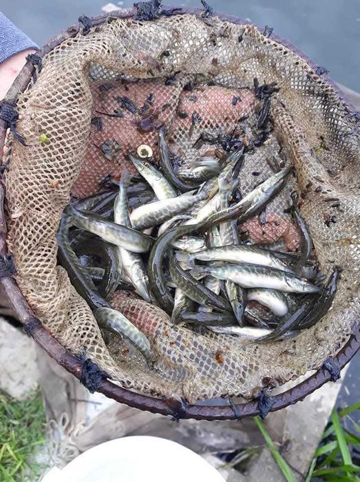 Ryby narybek Jesiotr Albinos Lin Karp koi Amur Karaś koi Karp Tołpyga