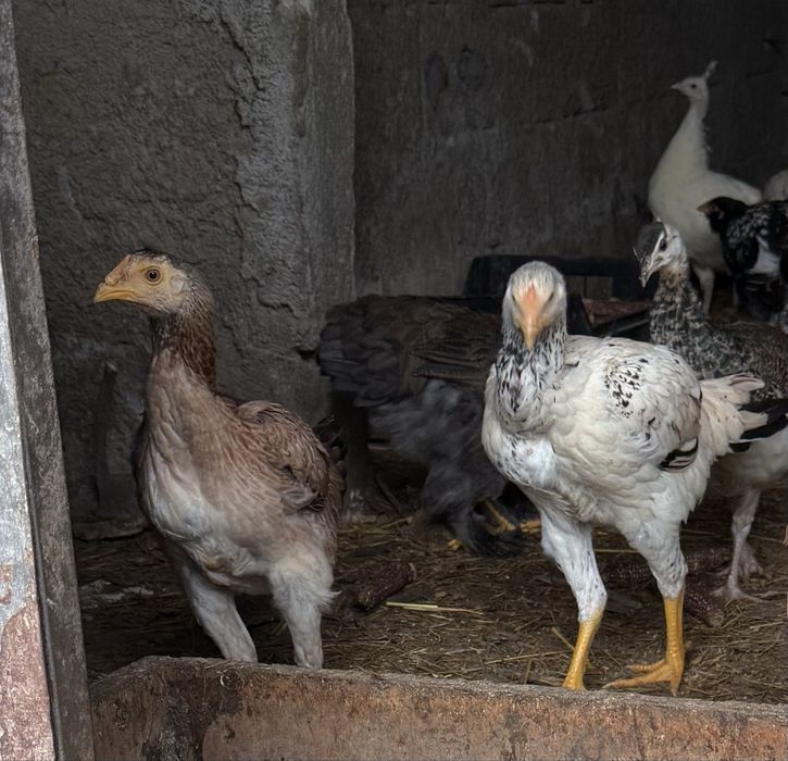 Galos  Indio gigante