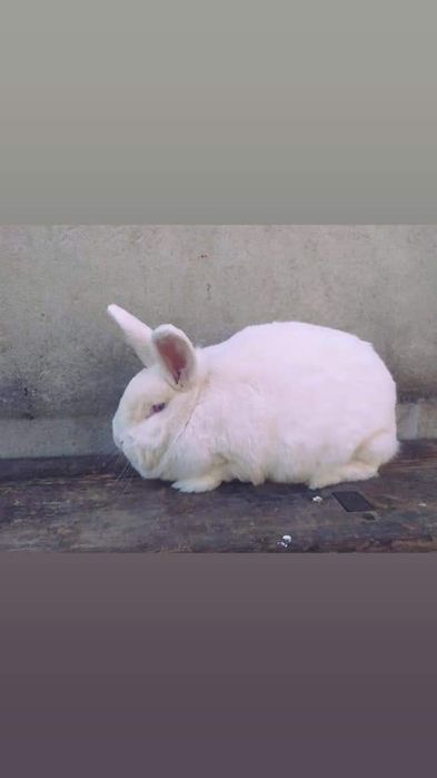 Новозеландці та Каліфорніїці