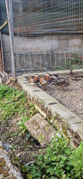 Patos Mandarins e Carolinos