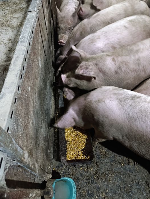 Продаються свині