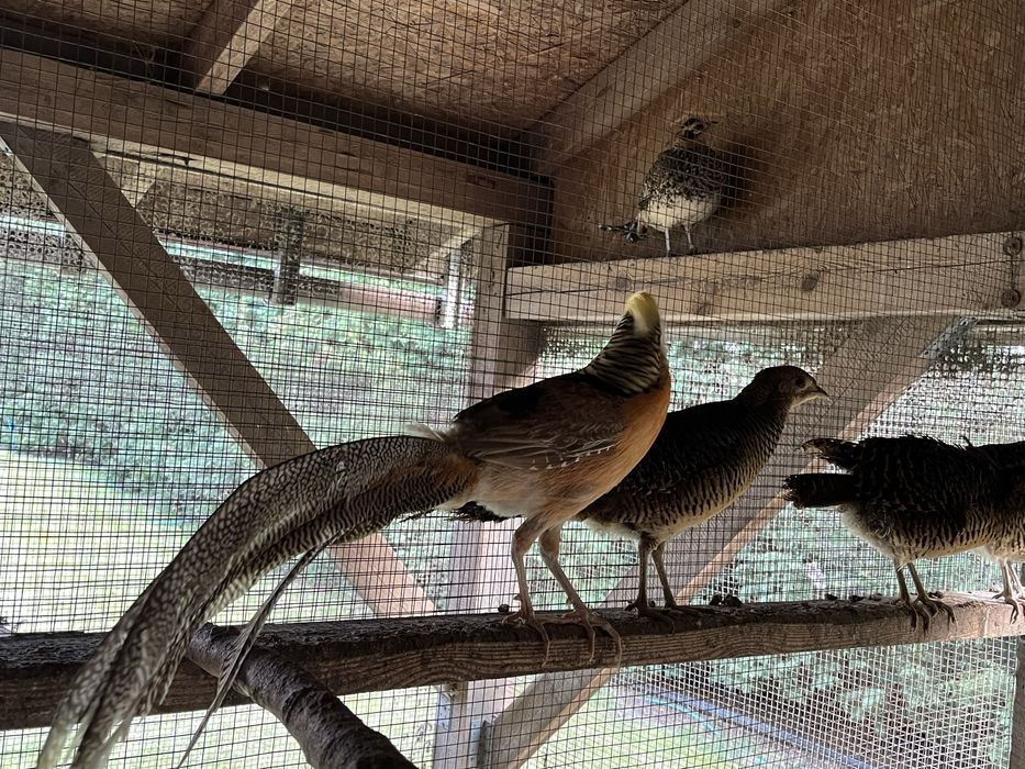 Bażant ozdobny          .