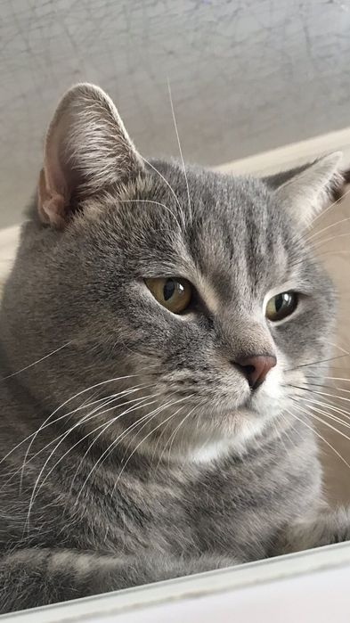 Котик  шотландський