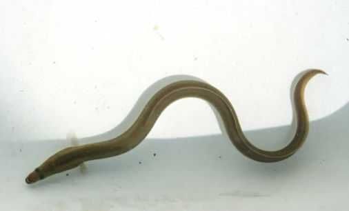 ZARYBIANIE 2026 - Zapisy na ryby do stawów