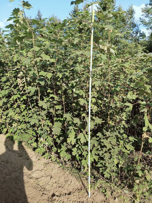 Klon jawor 160cm - 180 cm.