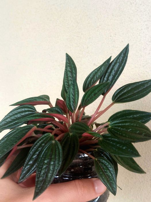 Planta Peperomia caperata 'Rosso'