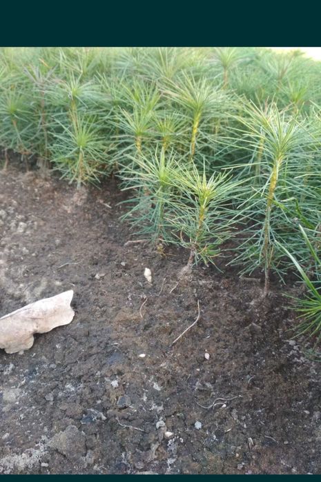 Сіянці сосни кримської, звичайної, модрини й дуба з відкритого ґрунту