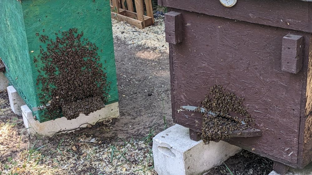 Miód z własnej pasieki.
