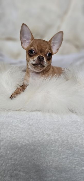 Красотка девочка чихуахуа КСУ