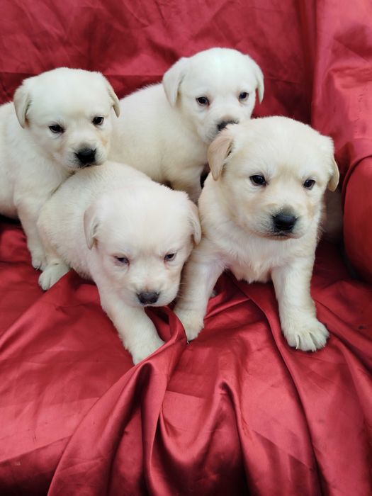 Labrador Retriever piesek tel.-5.7.5.3.0.2.0.3.9.