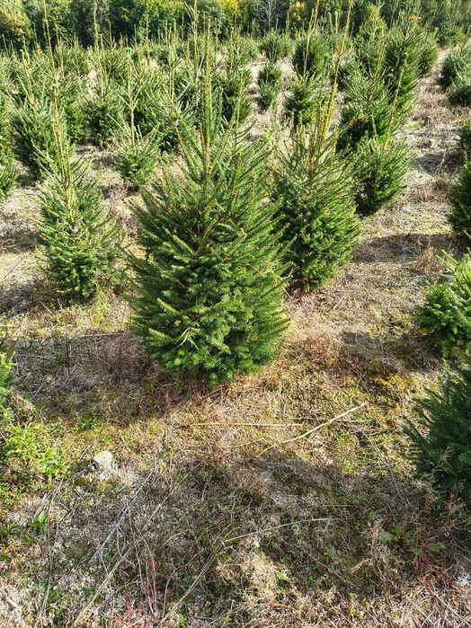 Świerk do nasadzeń