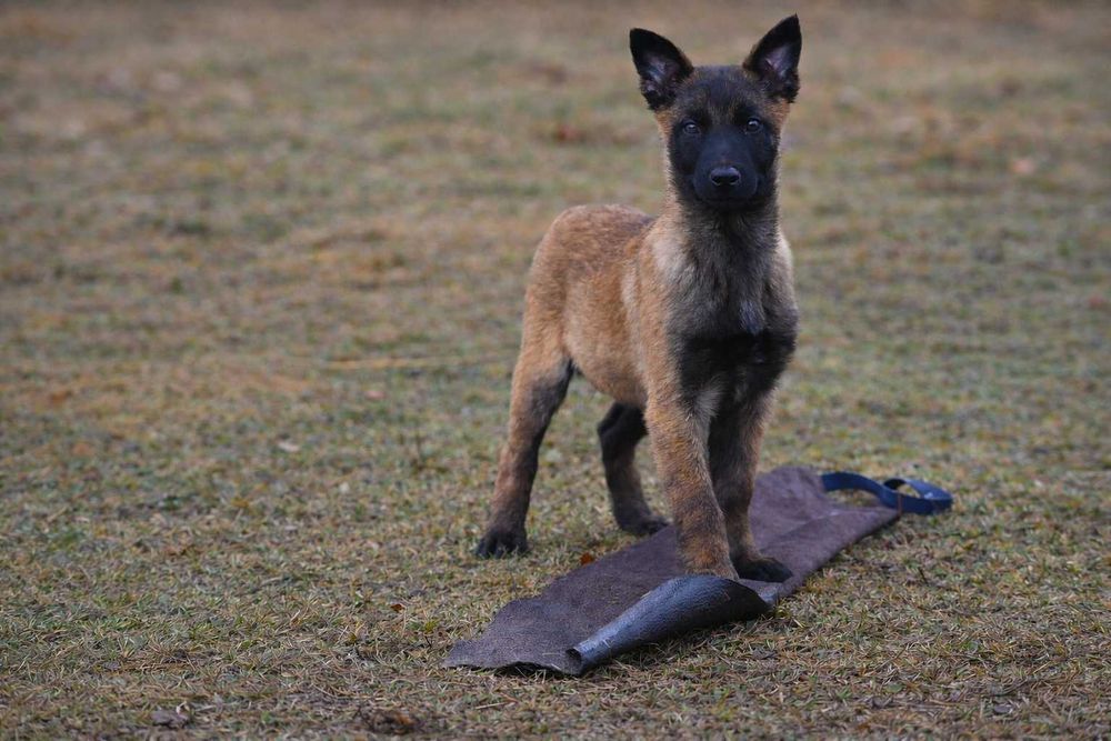 Owczarek belgijski malinois – piesek z rodowodem