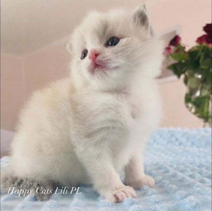 Ragdoll kocurek FPL / FIFe