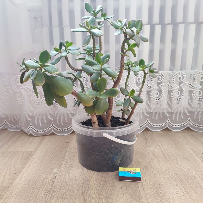 Товстянка або грошове дерево