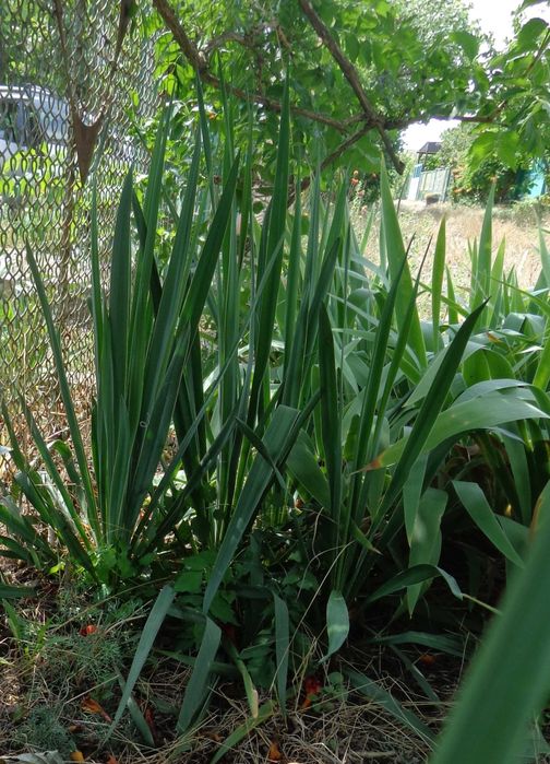 юкка       зеленая