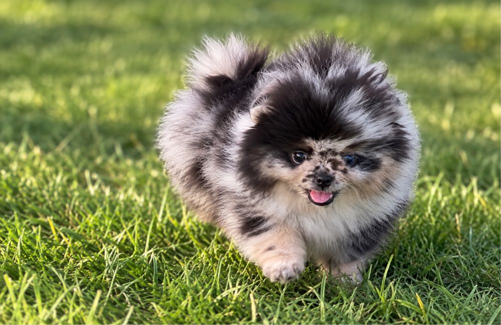 Piękny Mini chlopiec pomeranian! Merle