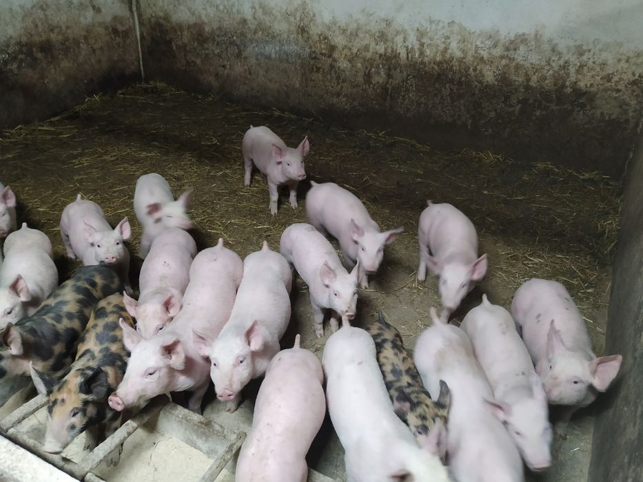 Продам поросята...