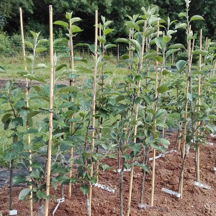 Maciera que produz MAÇÃS TIGRADAS VARIEGATA