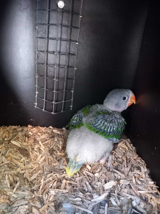 Grande alexandrino bebé