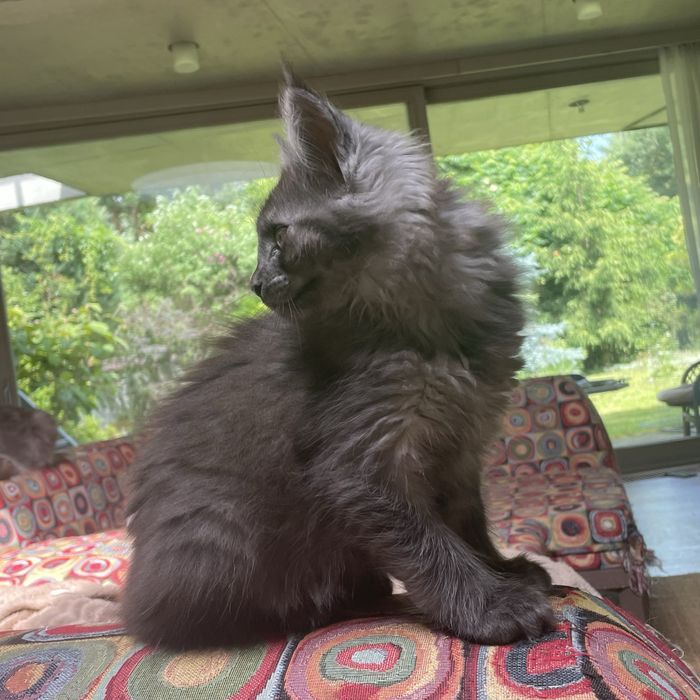Kocurek Maine Coon