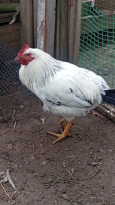 Продам півня молодого Адлера