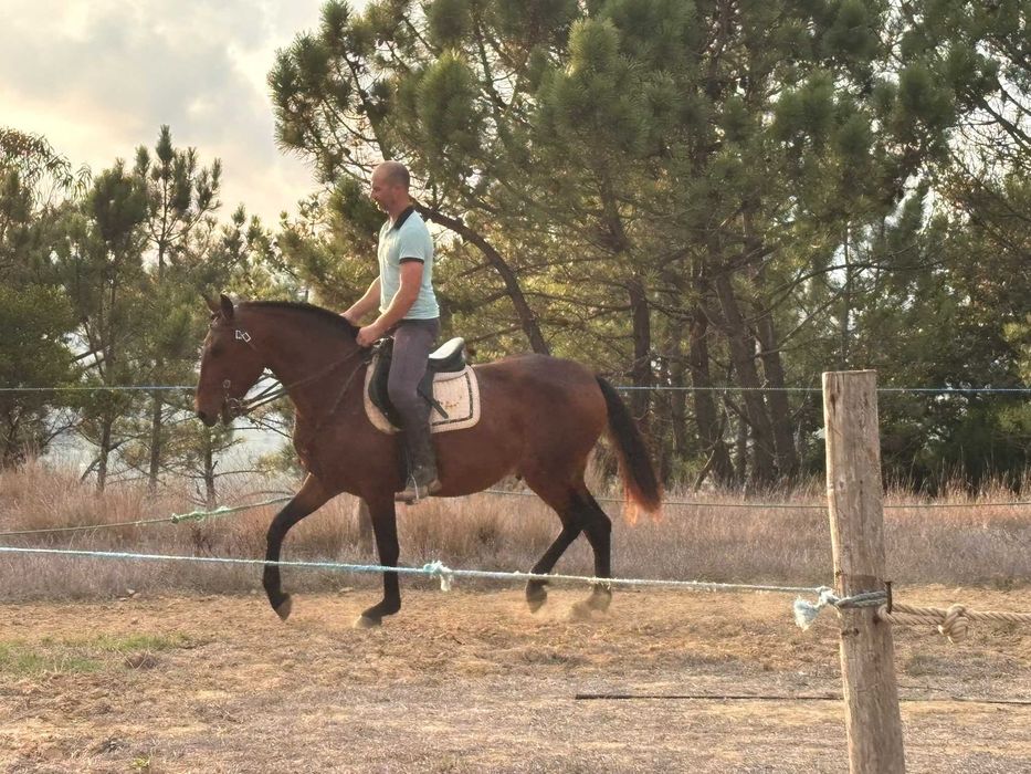 Cavalo lusitano com livro azul, castrado 5 anos montado