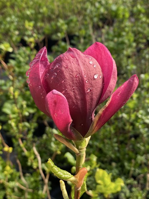 Магноліі щеплені в контейнері, цвітуть у 2 ращи швидше