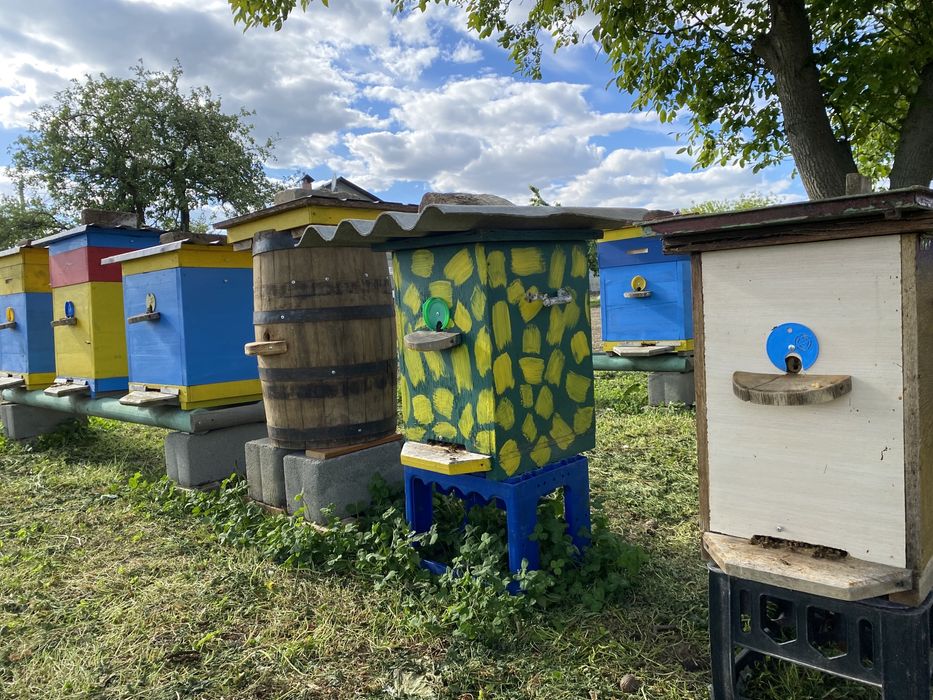 Терміново продам пасіку