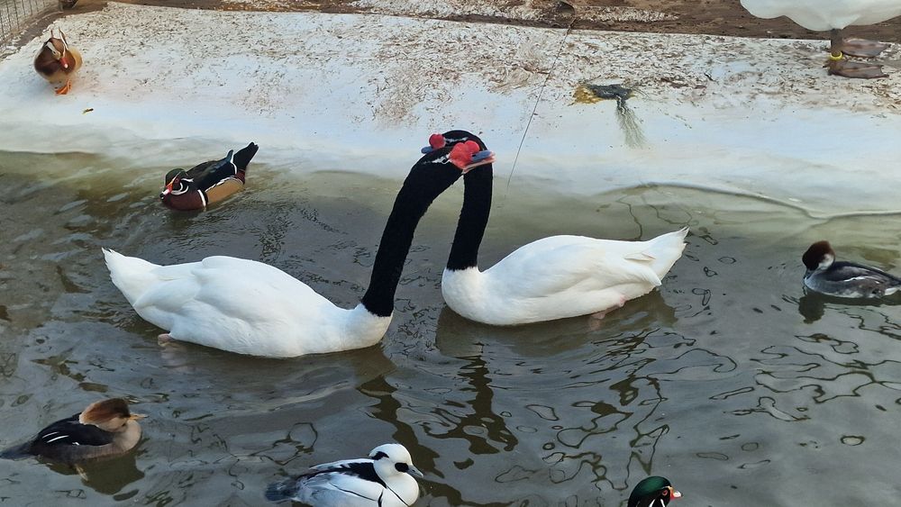 Casal de cisnes pescoço preto adultos reprodutores