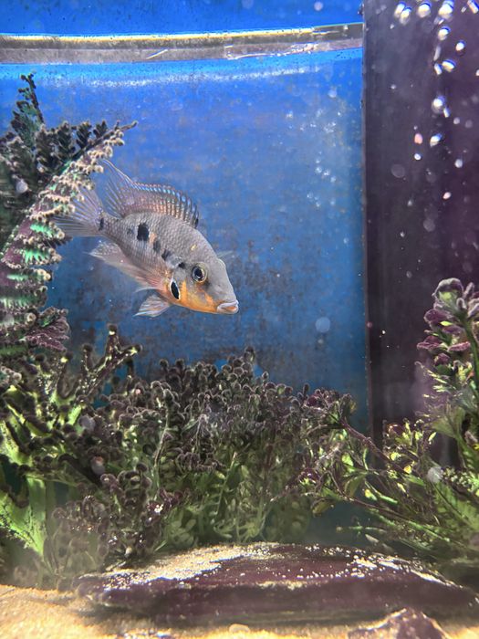 Peixe boca de fogo macho 8cm (Firemouth/Thorichthys meeki)