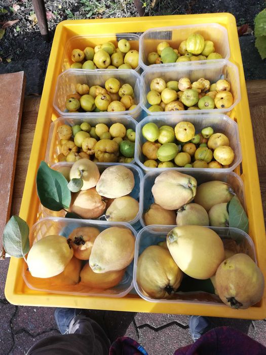 owoce pigwowca i pigwy zrywane swieże