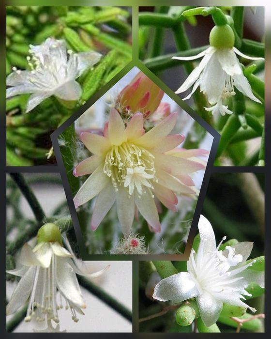 Рипсалис Cassutha .